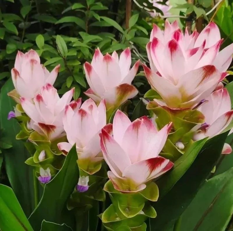 Curcuma Siam Swing Live Plant - Tropical Ginger Flower - 3-6" Tall - Ornamental Ginger for Garden & Container - Image 1