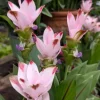 Curcuma Siam Swing Live Plant - Tropical Ginger Flower, 3-6" Tall, Ornamental - Image 1