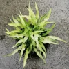 Curly Fries Hosta Live Plant – Unique Twisted Foliage – Rooted Starter Plant – 2.5x4 inch Pot – Outdoor Shade - Image 1