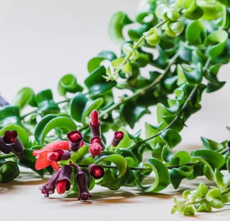 Curly Lipstick Live Plant – Aeschynanthus radicans 'Curly' – Twisted Foliage Houseplant with Red Flowers – Indoor Decor - Image 2