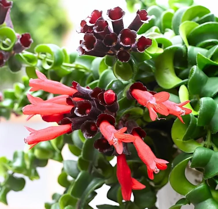 Curly Lipstick Live Plant - Aeschynanthus radicans 'Curly' - Indoor Houseplant with Red Flowers - Image 2