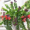 Curly Lipstick Live Plant - Aeschynanthus radicans 'Curly' - Indoor Houseplant with Red Flowers - Image 1