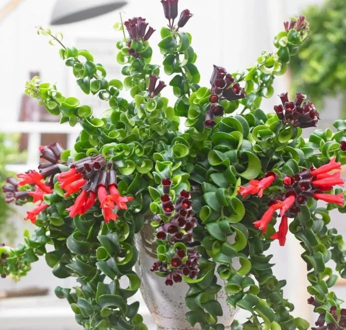 Curly Lipstick Live Plant - Aeschynanthus radicans 'Curly' - Indoor Houseplant with Red Flowers - Image 1