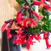 Curly Lipstick Live Plant – Aeschynanthus radicans 'Curly' – Twisted Foliage Houseplant with Red Flowers – Indoor Decor - Image 1