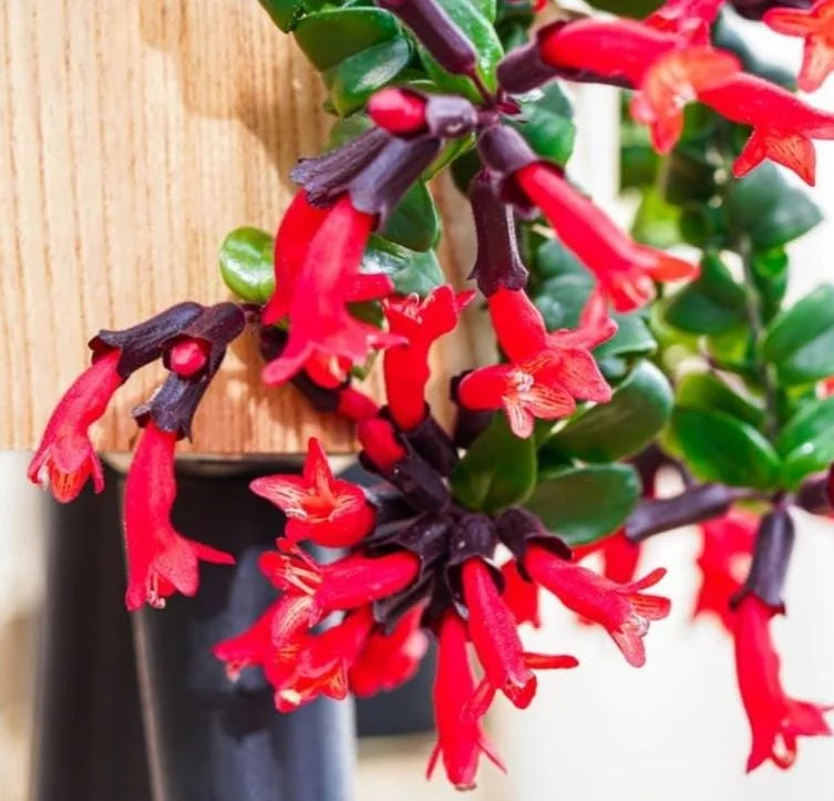 Curly Lipstick Live Plant – Aeschynanthus radicans 'Curly' – Twisted Foliage Houseplant with Red Flowers – Indoor Decor - Image 1