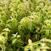 Curly Lipstick Plant Live Plant - Aeschynanthus Radicans 'Curly' - 3-4 inch Pot - Indoor Tropical Houseplant - Image 1