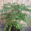 Curry Leaf Live Plant (Murraya Koenigii) - 10" Pot - Aromatic Herb - Cannot ship to CA - Image 1