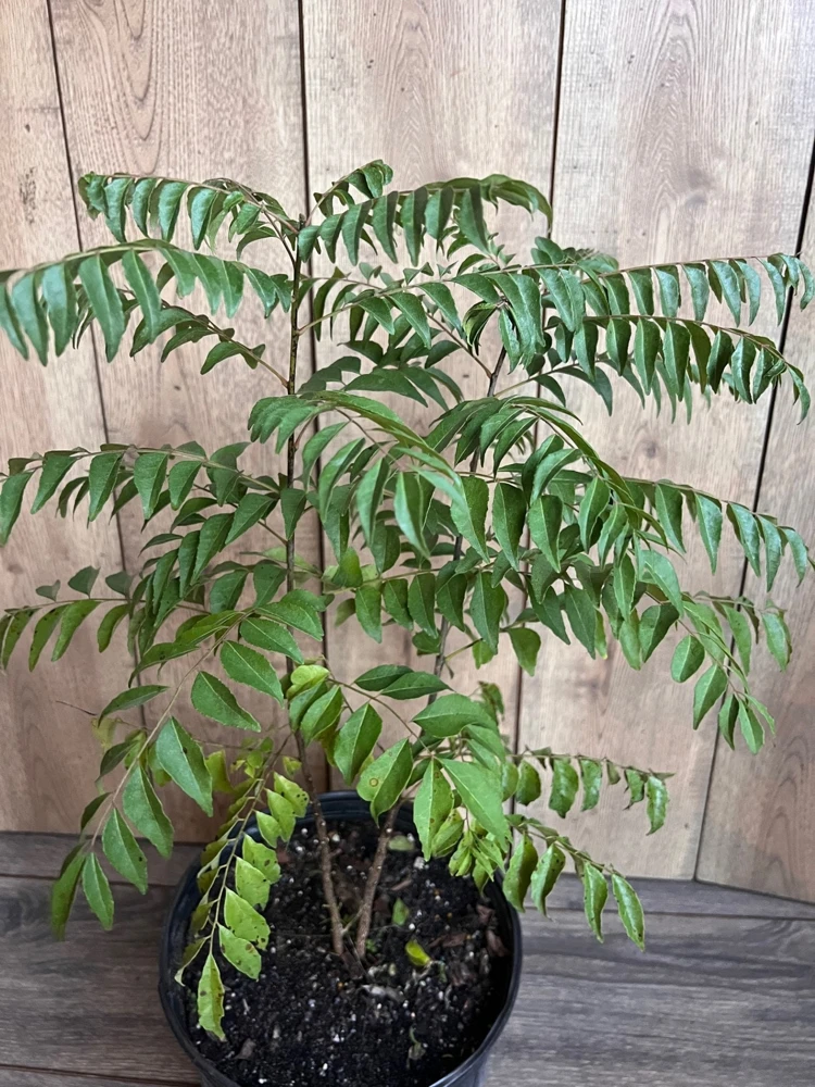 Curry Leaf Live Plant (Murraya Koenigii) - 10" Pot - Aromatic Herb - Cannot ship to CA - Image 2