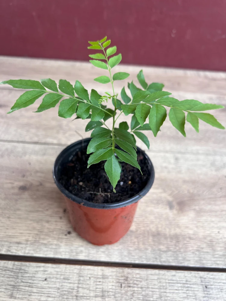 Curry Leaf Live Plant, Murraya Koenigii, 4 Inch Pot, Aromatic Herb - Cannot ship to CA - Image 2