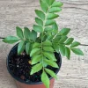 Curry Leaf Live Plant, Murraya Koenigii, 4 Inch Pot, Aromatic Herb - Cannot ship to CA - Image 1