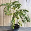 Curry Leaf Live Plant – Murraya Koenigii – 6 Inch Pot – Aromatic Culinary Herb - Cannot ship to CA - Image 1