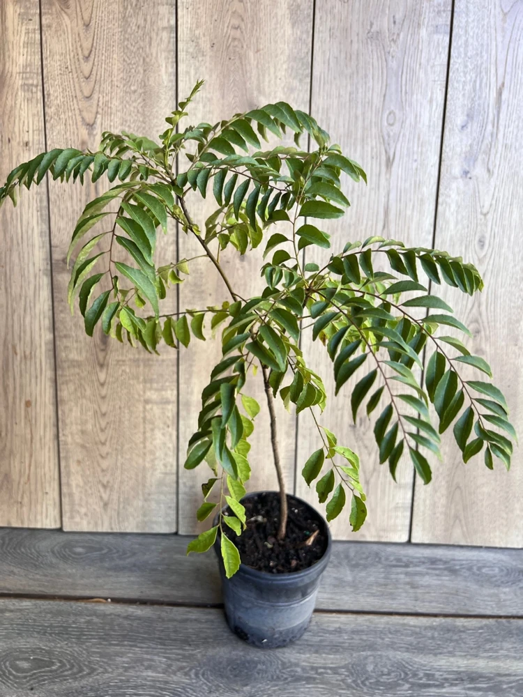 Curry Leaf Live Plant – Murraya Koenigii – 6 Inch Pot – Aromatic Culinary Herb - Cannot ship to CA - Image 1