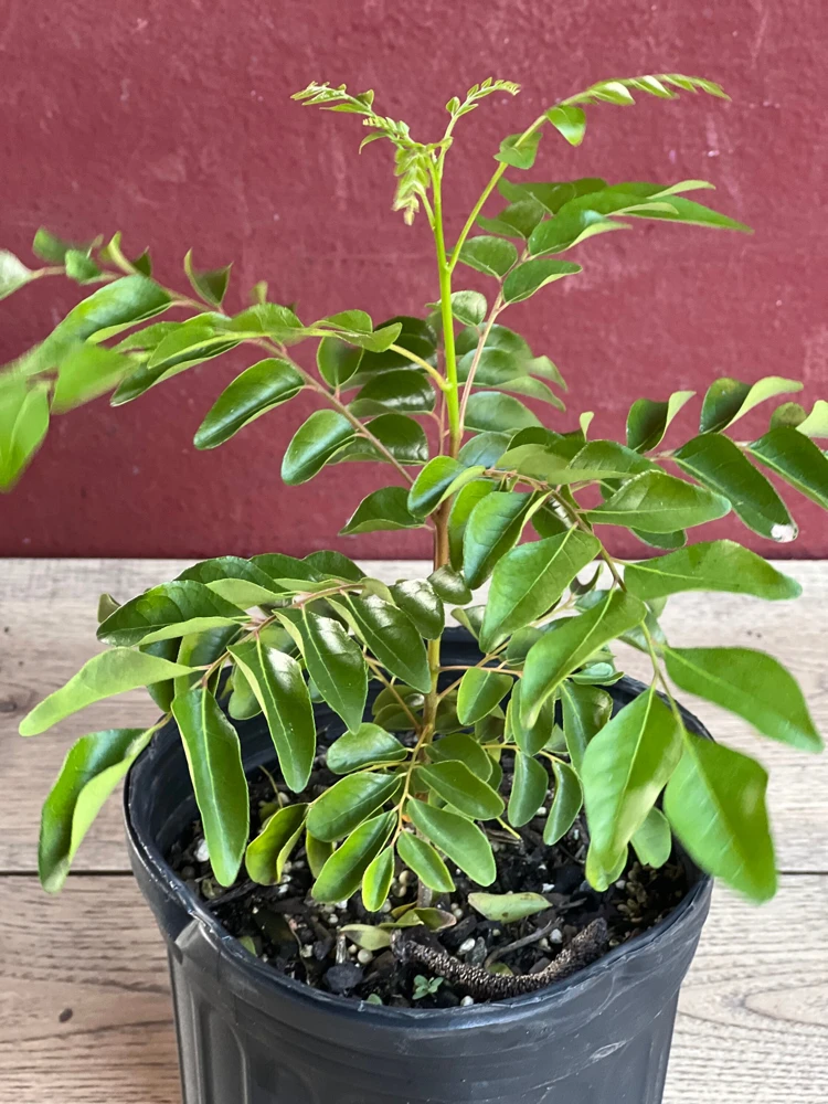 Curry Leaf Live Plant – Murraya Koenigii – 6 Inch Pot – Aromatic Culinary Herb - Cannot ship to CA - Image 2