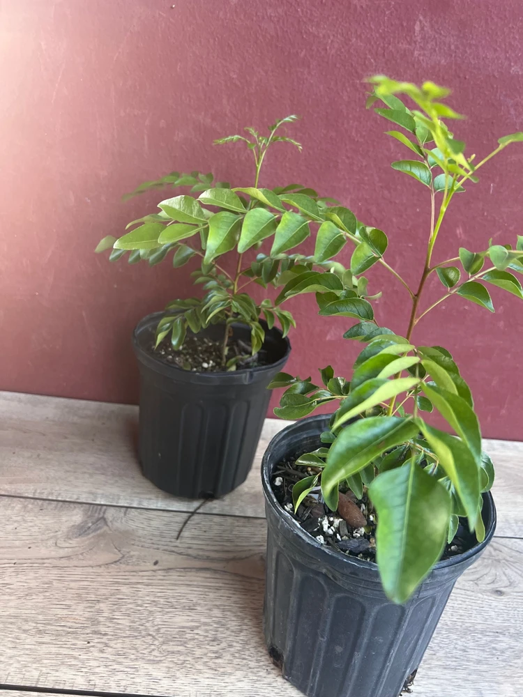 Curry Leaf Live Plant – Murraya Koenigii – 6 Inch Pot – Aromatic Culinary Herb - Cannot ship to CA - Image 3