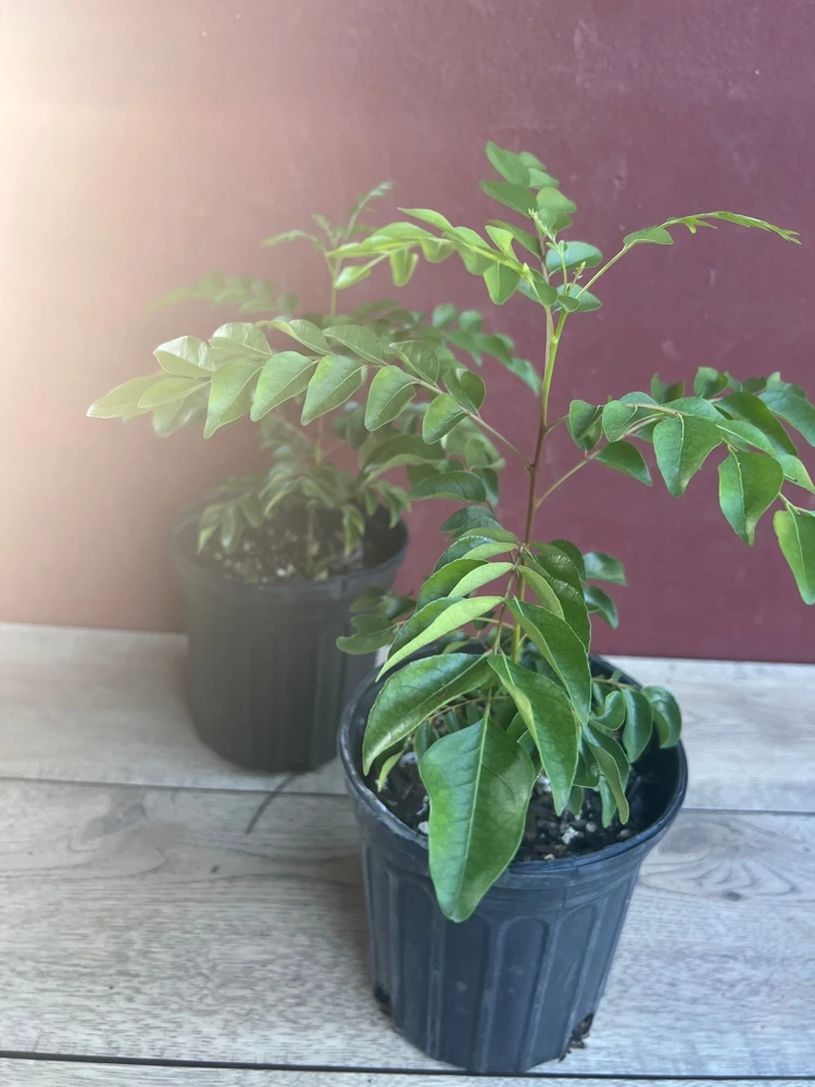 Curry Leaf Live Plant – Murraya Koenigii – 6 Inch Pot – Aromatic Culinary Herb - Cannot ship to CA - Image 4
