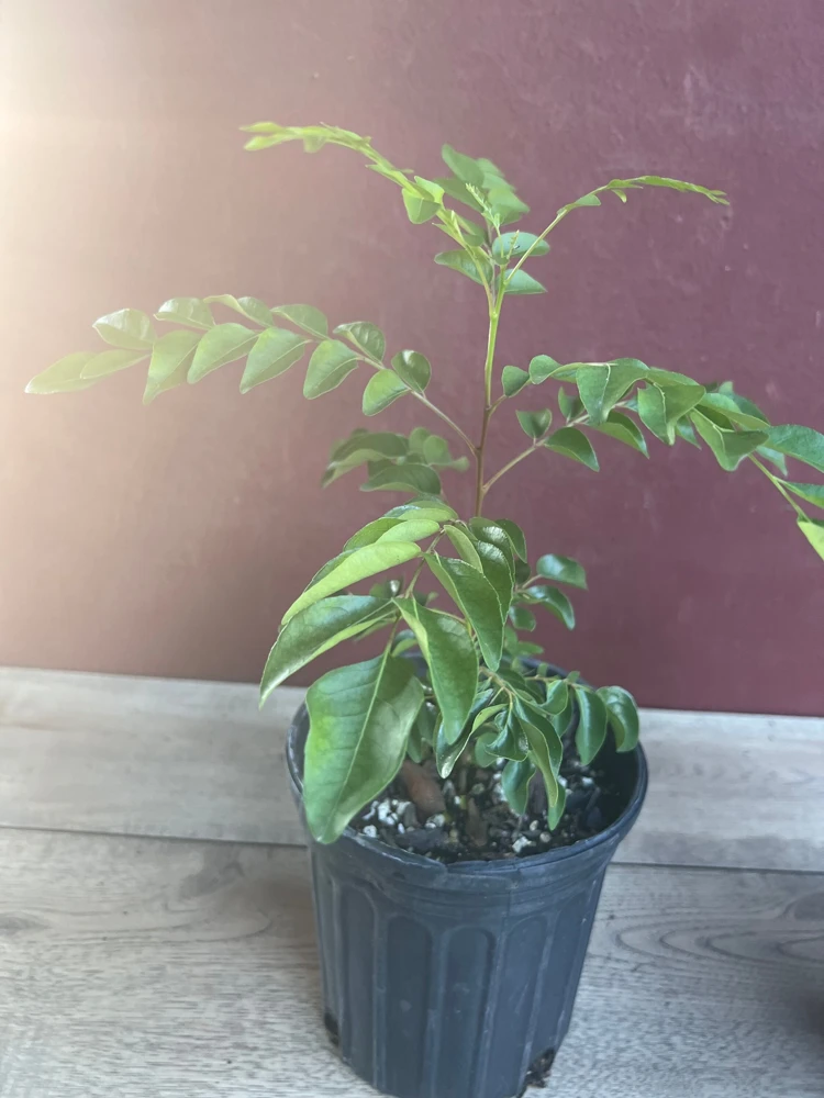 Curry Leaf Live Plant – Murraya Koenigii – 6 Inch Pot – Aromatic Culinary Herb - Cannot ship to CA - Image 5