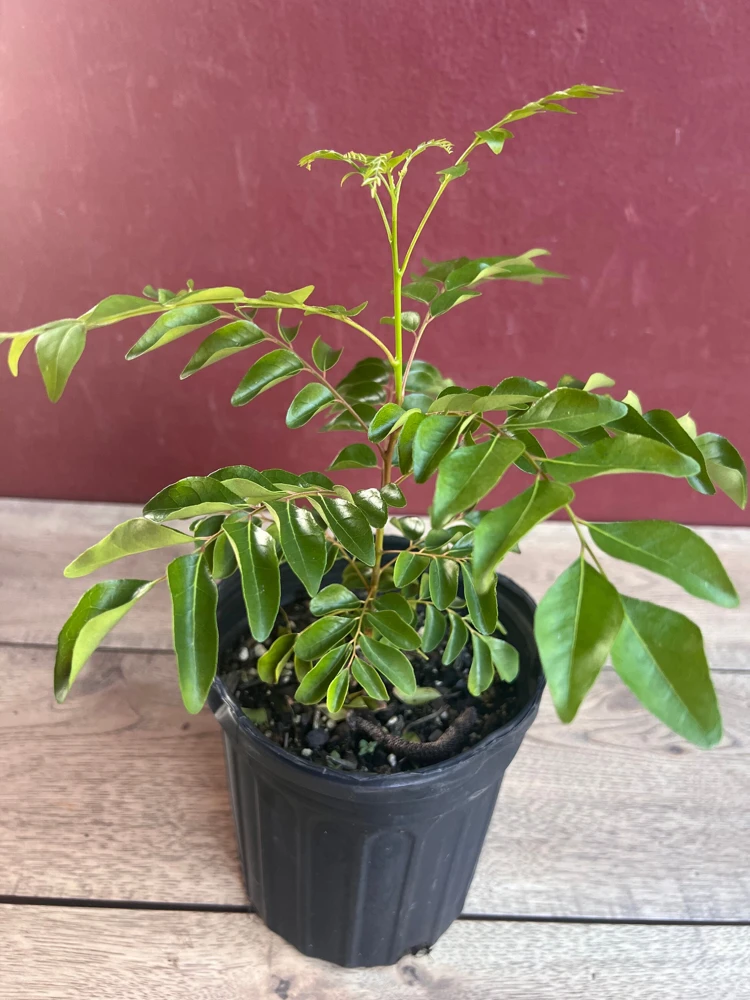 Curry Leaf Live Plant – Murraya Koenigii – 6 Inch Pot – Aromatic Culinary Herb - Cannot ship to CA - Image 6