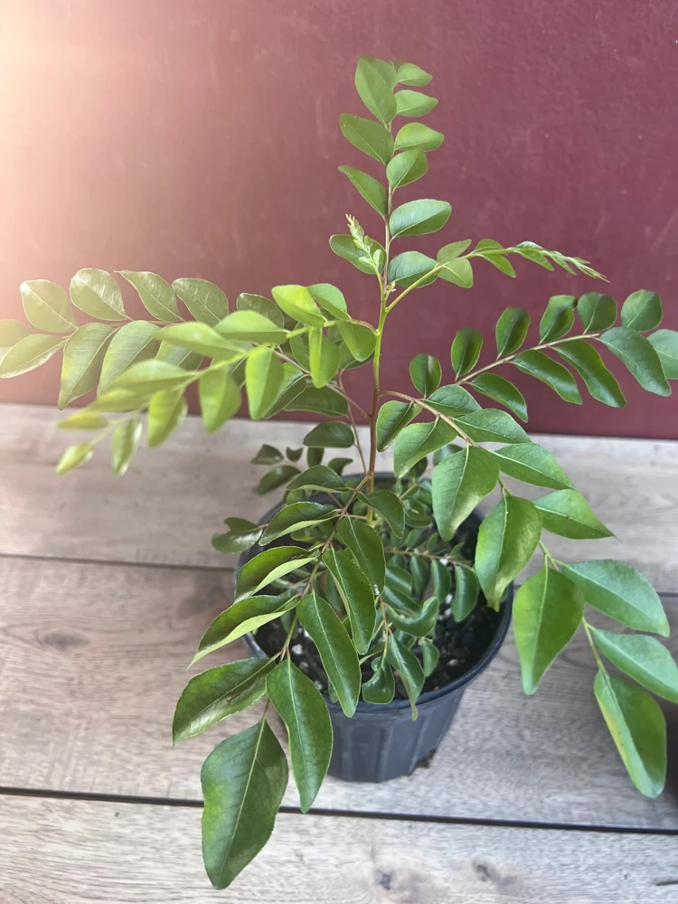 Curry Leaf Live Plant – Murraya Koenigii – 6 Inch Pot – Aromatic Culinary Herb - Cannot ship to CA - Image 7
