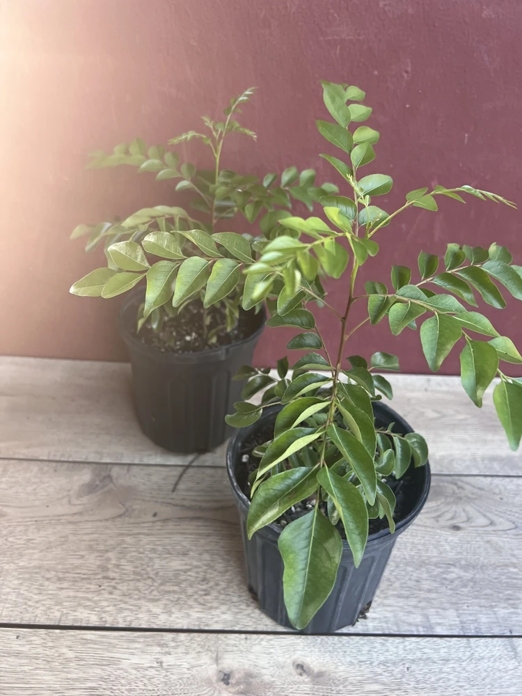 Curry Leaf Live Plant – Murraya Koenigii – 6 Inch Pot – Aromatic Culinary Herb - Cannot ship to CA - Image 8