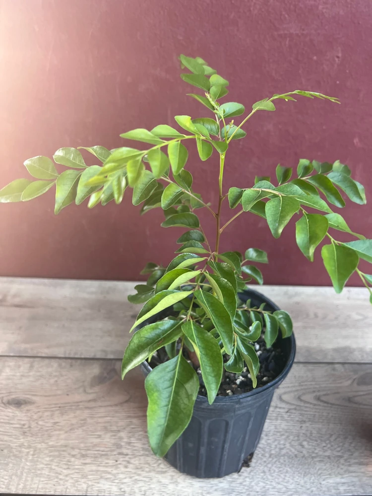 Curry Leaf Live Plant – Murraya Koenigii – 6 Inch Pot – Aromatic Culinary Herb - Cannot ship to CA - Image 9