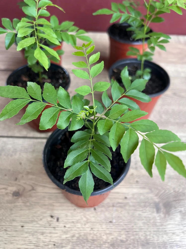 Curry Leaf Plant (Murraya Koenigii) - Live Herb in 4" Pot - Aromatic Indoor/Outdoor - Cannot ship to CA - Image 3