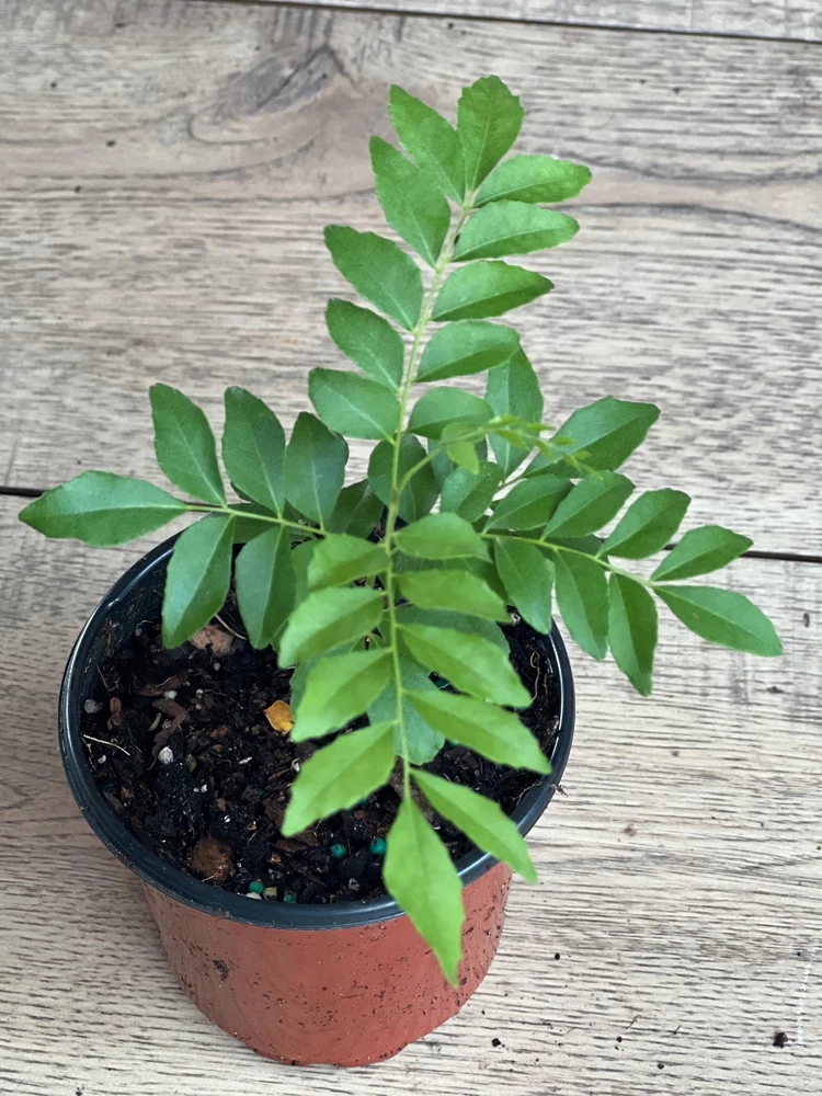 Curry Leaf Plant (Murraya Koenigii) - Live Herb in 4" Pot - Aromatic Indoor/Outdoor - Cannot ship to CA - Image 4