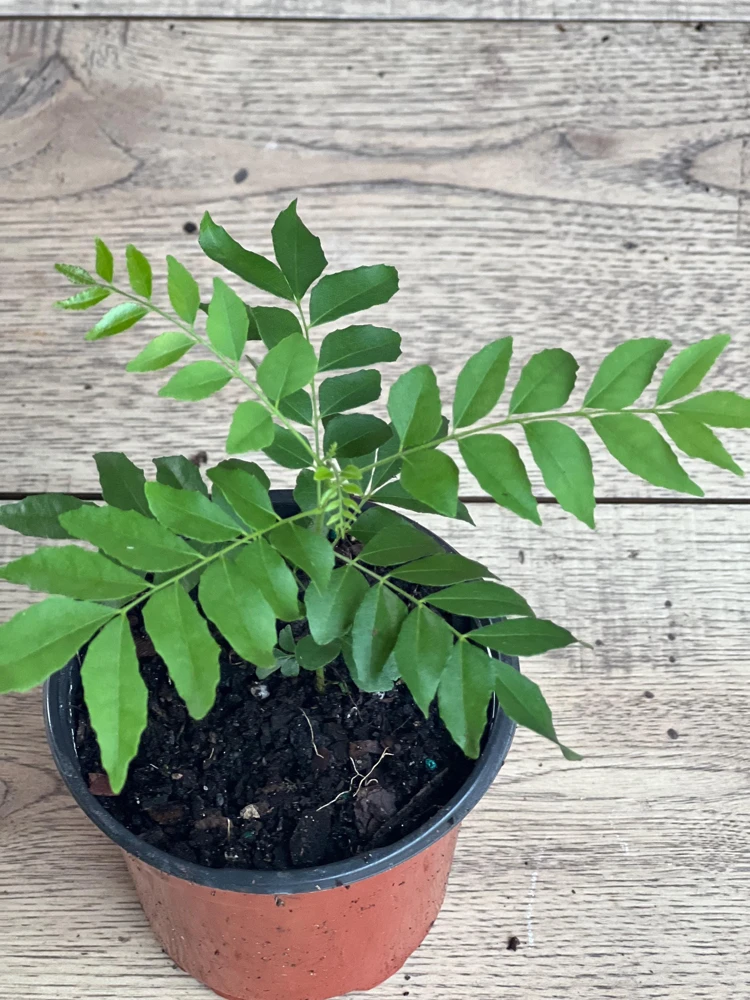 Curry Leaf Plant (Murraya Koenigii) - Live Herb in 4" Pot - Aromatic Indoor/Outdoor - Cannot ship to CA - Image 5