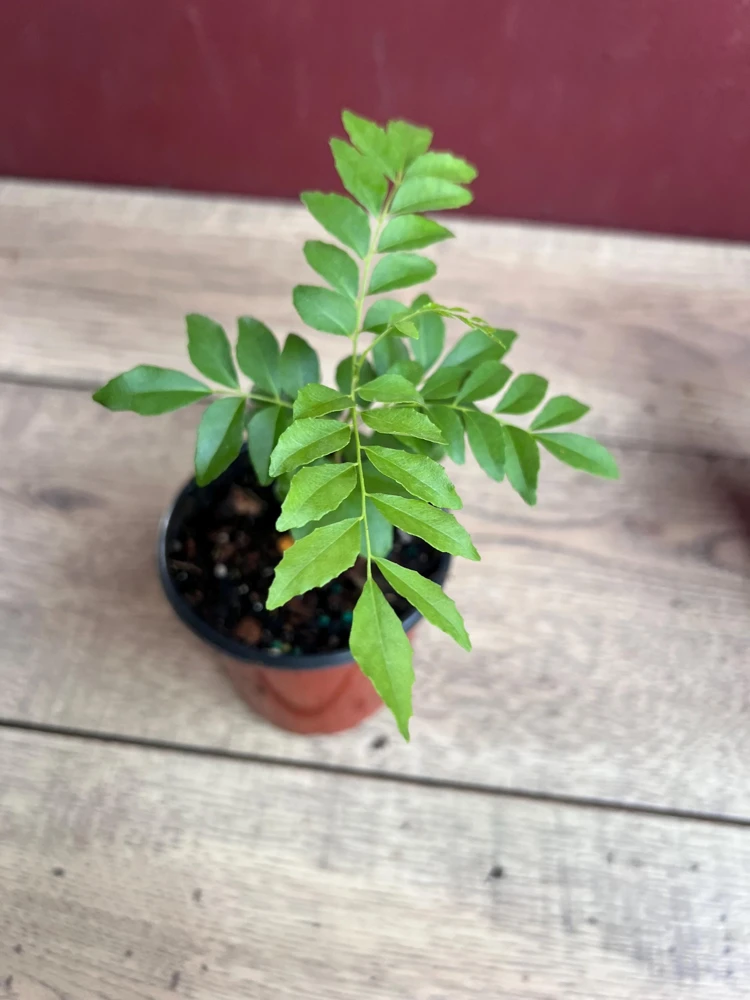 Curry Leaf Plant (Murraya Koenigii) - Live Herb in 4" Pot - Aromatic Indoor/Outdoor - Cannot ship to CA - Image 6