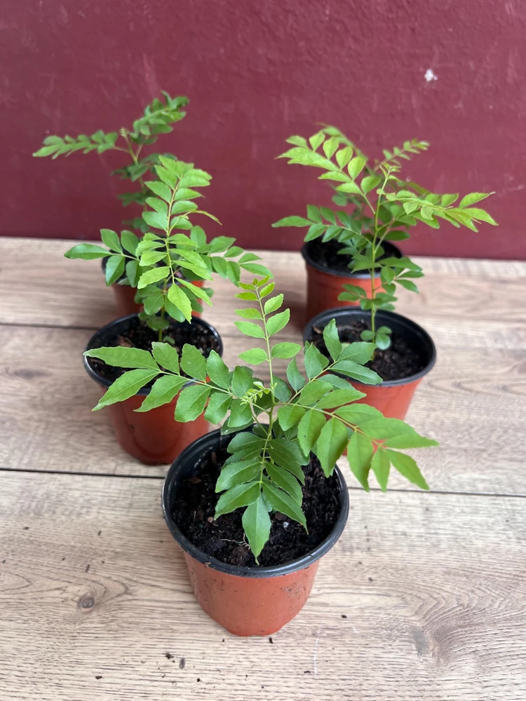 Curry Leaf Plant (Murraya Koenigii) - Live Herb in 4" Pot - Aromatic Indoor/Outdoor - Cannot ship to CA - Image 7