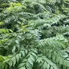 Curry Leaf Plant (Murraya Koenigii) - Live Herb in 4" Pot - Aromatic Indoor/Outdoor - Cannot ship to CA - Image 1
