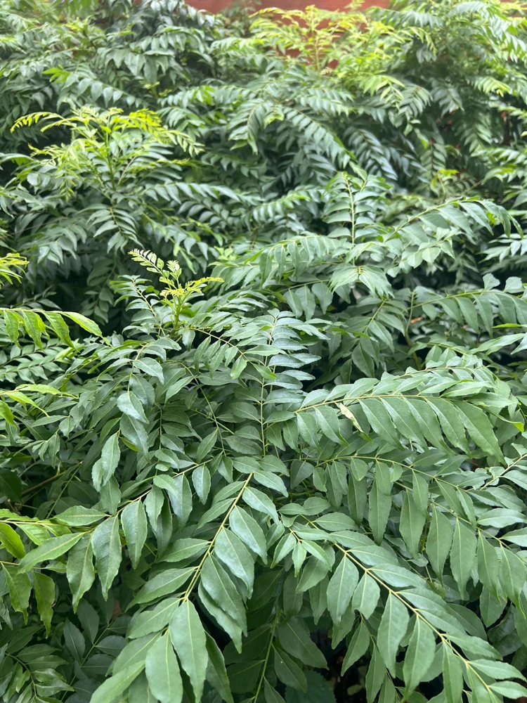 Curry Leaf Plant (Murraya Koenigii) - Live Herb in 4" Pot - Aromatic Indoor/Outdoor - Cannot ship to CA - Image 1