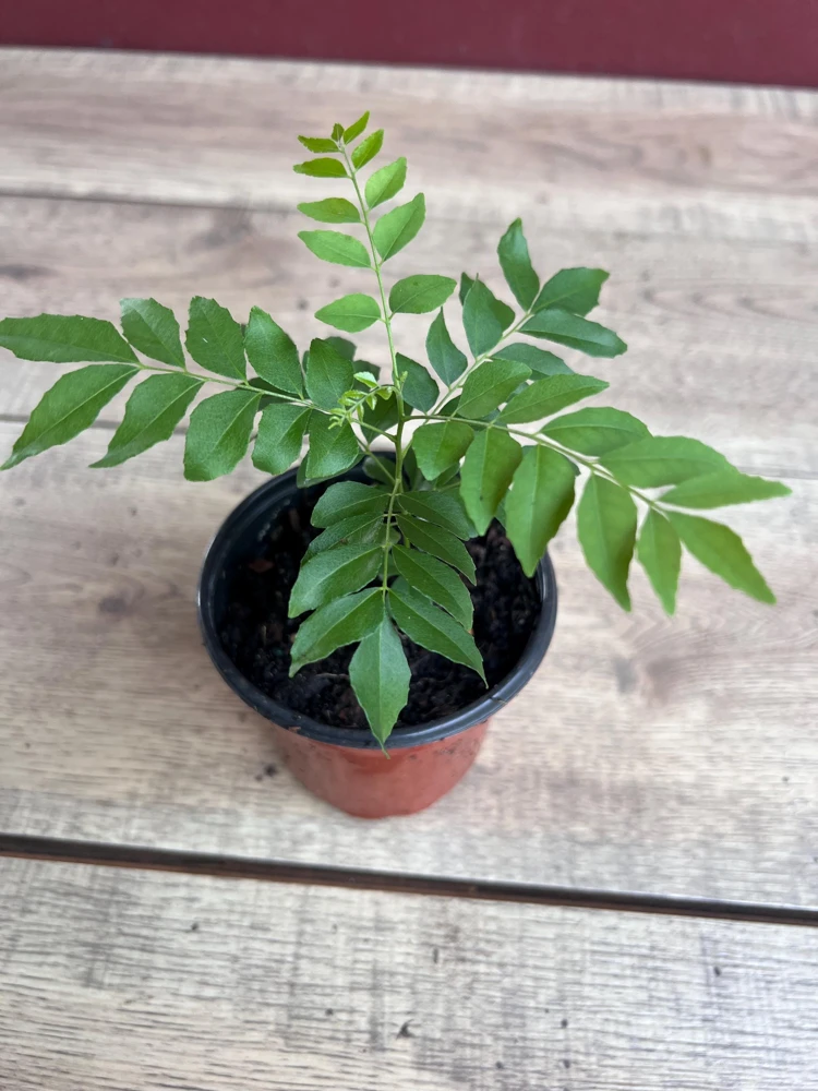 Curry Leaf Plant (Murraya Koenigii) - Live Herb in 4" Pot - Aromatic Indoor/Outdoor - Cannot ship to CA - Image 8