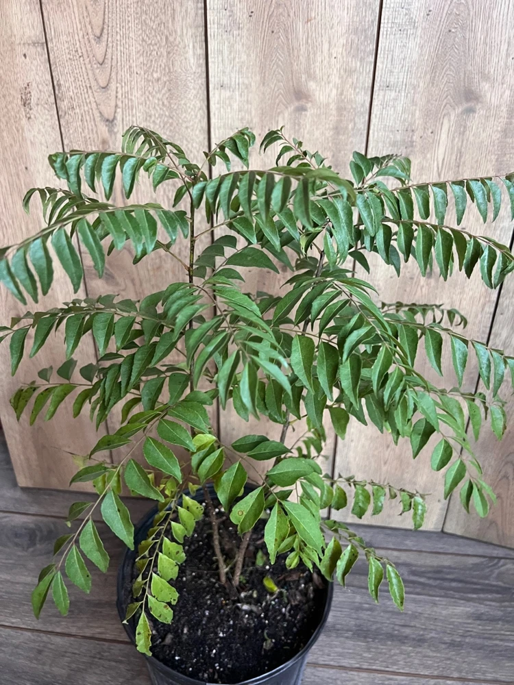 Curry Leaf Plant (Murraya Koenigii) Live Plant - 10" Pot - Cannot ship to CA - Image 2