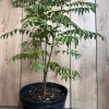 Curry Leaf Plant (Murraya Koenigii) Live Plant - 10" Pot - Cannot ship to CA - Image 1
