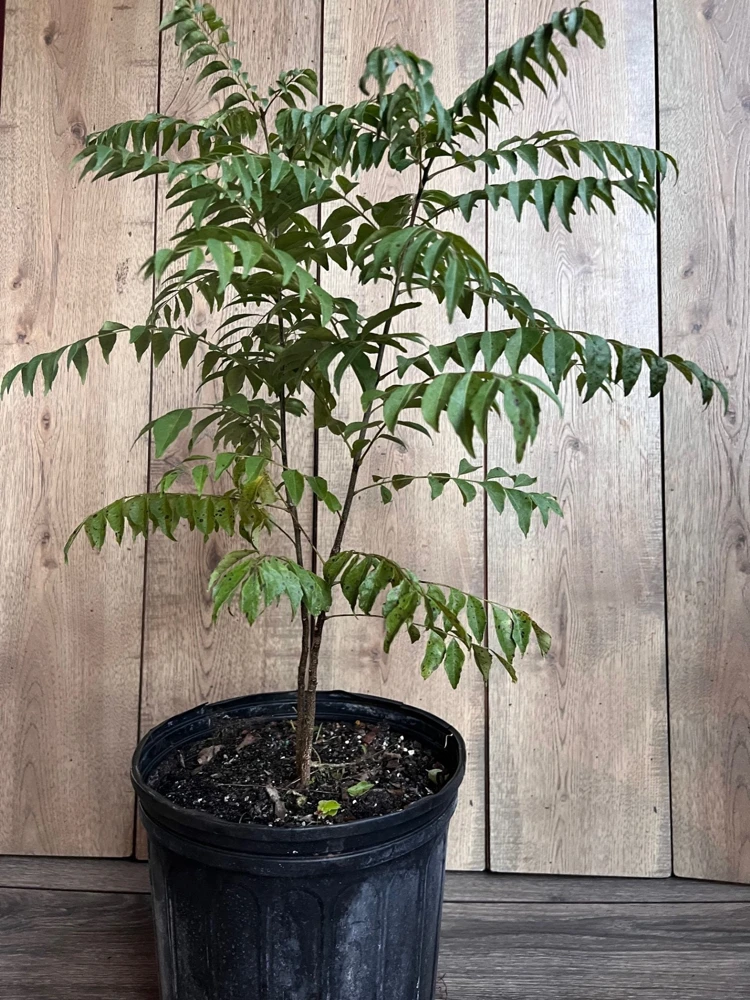 Curry Leaf Plant (Murraya Koenigii) Live Plant - 10" Pot - Cannot ship to CA - Image 1