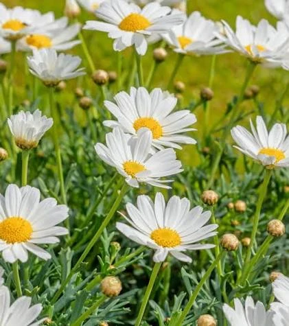 Daisy Live Plant – 1 Gallon – Cheerful Outdoor Garden Flower - Image 2