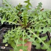 Dandelion Live Plants – Two 4'' Potted Dandelions – Edible & Medicinal Herb - Image 1
