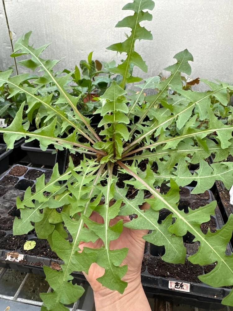 Dandelion Live Plants – Two 4'' Potted Dandelions – Edible & Medicinal Herb - Image 1