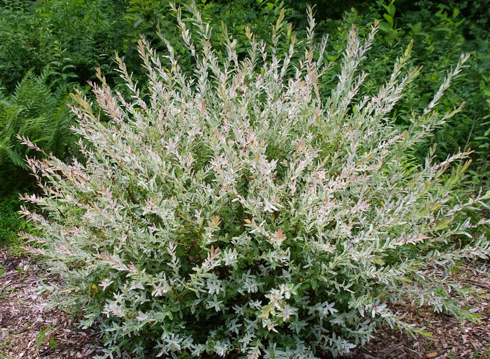 Dappled Nishiki Willow Shrub/Tree Live Plant - Quart Pot - Image 4