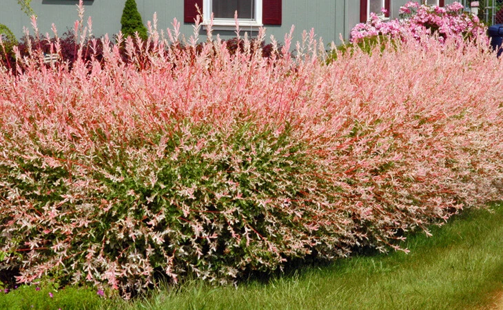 Dappled Nishiki Willow Shrub/Tree Live Plant - Quart Pot - Image 5