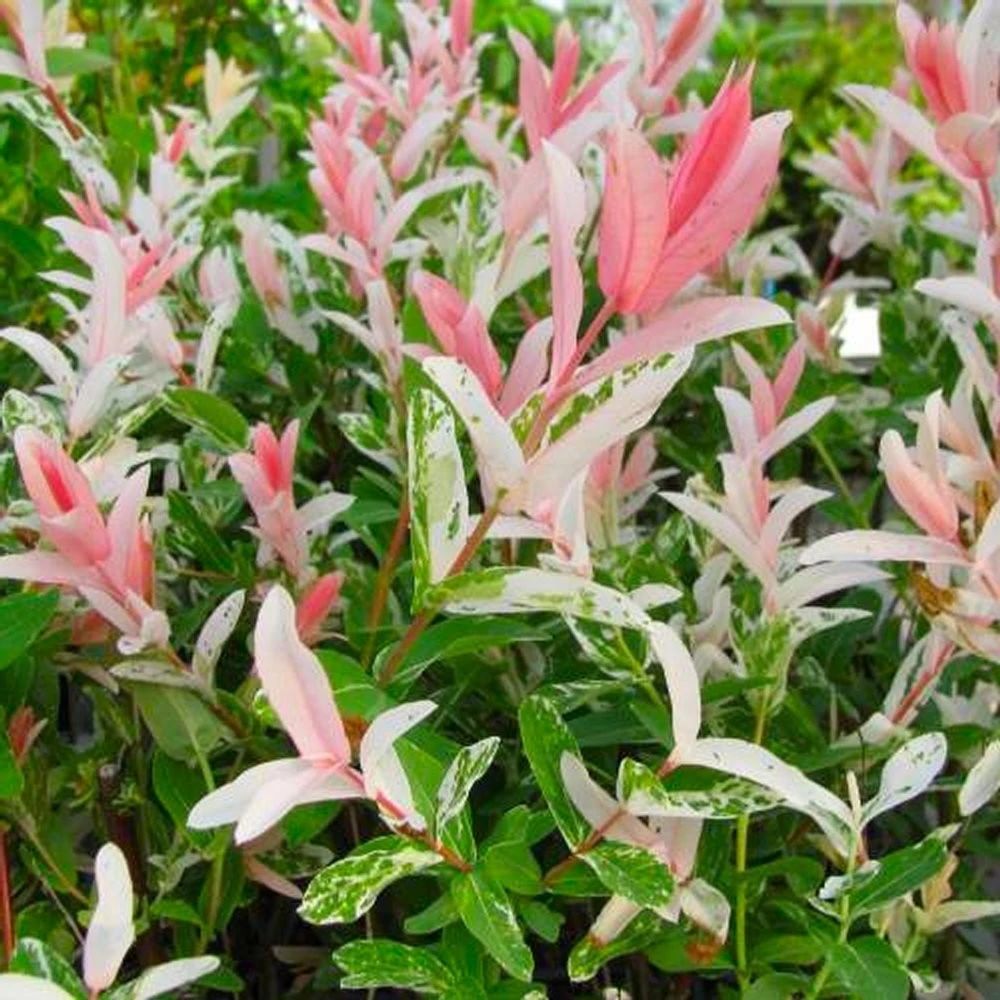 Dappled Nishiki Willow Shrub/Tree Live Plant - Quart Pot - Image 6