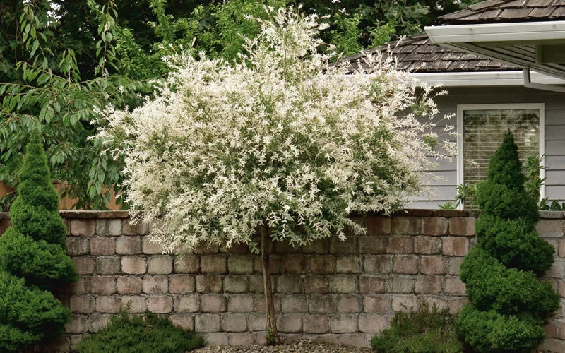 Dappled Nishiki Willow Shrub/Tree Live Plant - Quart Pot - Image 1