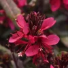 Dark Pink Gaura Live Plant – Graceful Butterfly-like Blooms – 18-36 inches Tall – Zones 5-9 Outdoor Perennial - Image 1