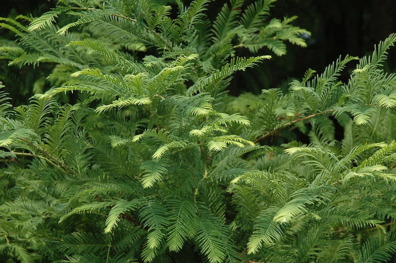 Dawn Redwood Live Plant - Metasequoia glyptostroboides - Quart Pot - Image 2