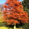 Dawn Redwood Live Plant - Metasequoia glyptostroboides - Quart Pot - Image 1