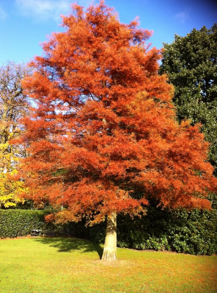 Dawn Redwood Live Plant - Metasequoia glyptostroboides - Quart Pot - Image 1
