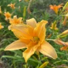 Daylily Bare Roots - 10 Pack Perennial Flowering Plant - Outdoor Garden - Image 1