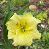 Daylily Bare Roots - Pack of 5, Perennial Flower Bulbs for Outdoor Gardens - Image 1