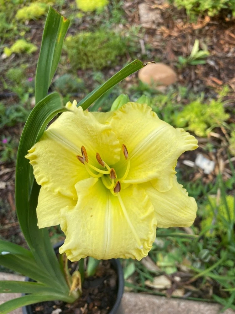 Daylily Bare Roots - Pack of 5, Perennial Flower Bulbs for Outdoor Gardens - Image 1