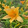 Daylily Fans Root Systems – 3 Count – Bare Root Perennial Plant – Outdoor - Image 1